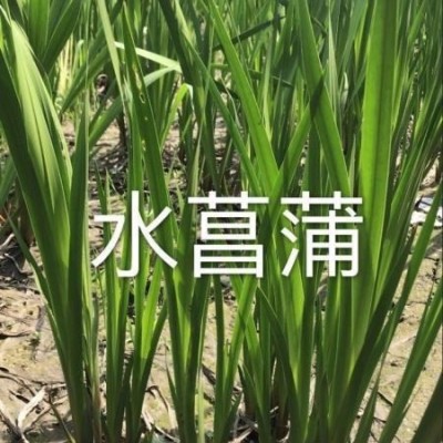 大漂/浙江大漂市場(chǎng)行情，杭州蕭山水生植物水葫蘆，水鱉價(jià)格