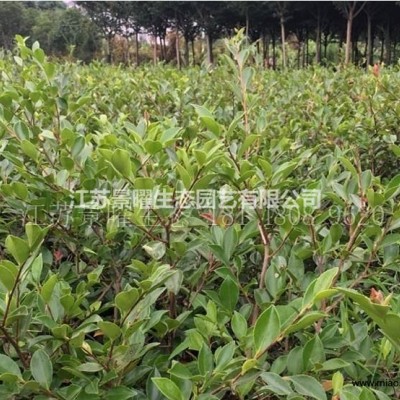 江蘇景曜生態(tài)苗木基地/供應(yīng)/高羊茅草坪大量低價銷售/價格圖片