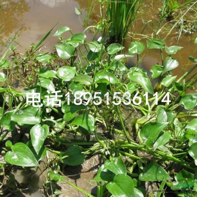 千屈菜 別名水枝柳 水柳 對(duì)葉蓮 水生植物基地直銷