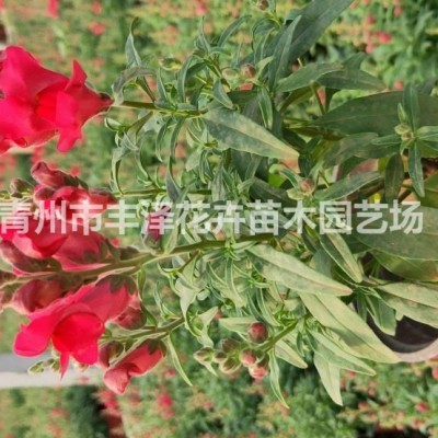 水生植物睡蓮種植基地，盆栽睡蓮供應(yīng)商