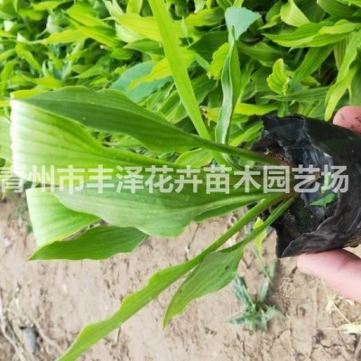 水生植物水蔥價(jià)格，水蔥基地