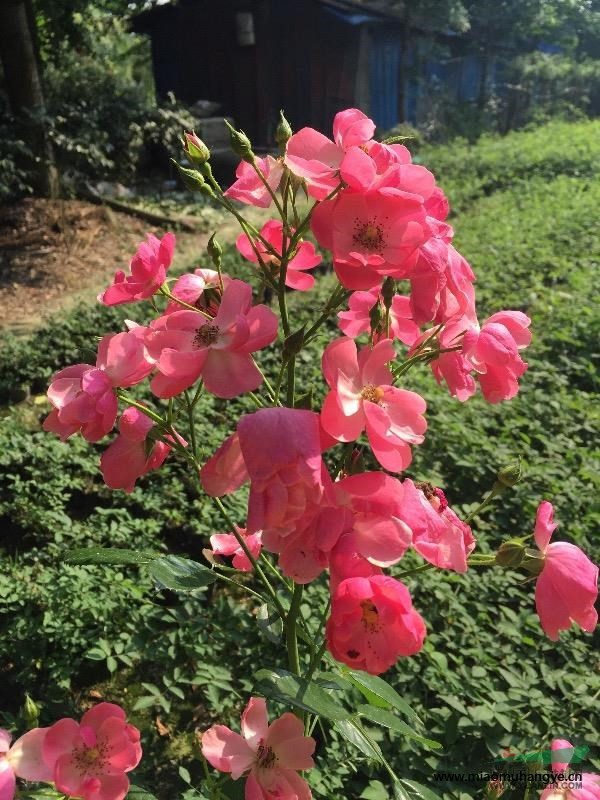 溫江區(qū)供應(yīng)薔薇60一1.5米