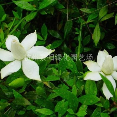 馬尼拉 別名：溝葉結(jié)縷草、半細葉結(jié)縷草、小芝型結(jié)縷草