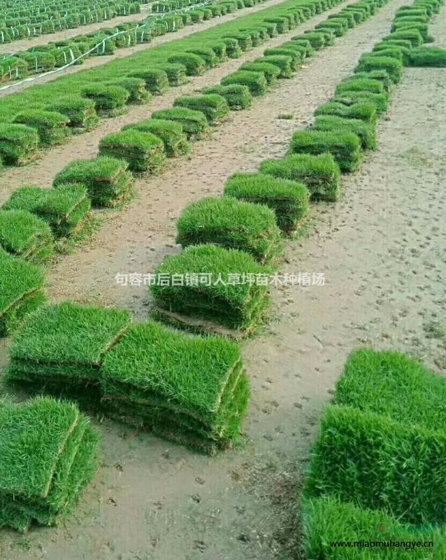 急售?。【G化用草 馬尼拉草坪 優(yōu)質(zhì)優(yōu)價