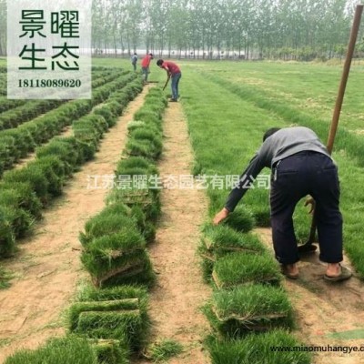 江蘇景曜生態(tài)苗木基地供應(yīng)馬尼拉草坪/圖片/產(chǎn)地直銷/批發(fā)價(jià)格