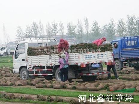 冷季型早熟禾草坪 高羊茅草坪