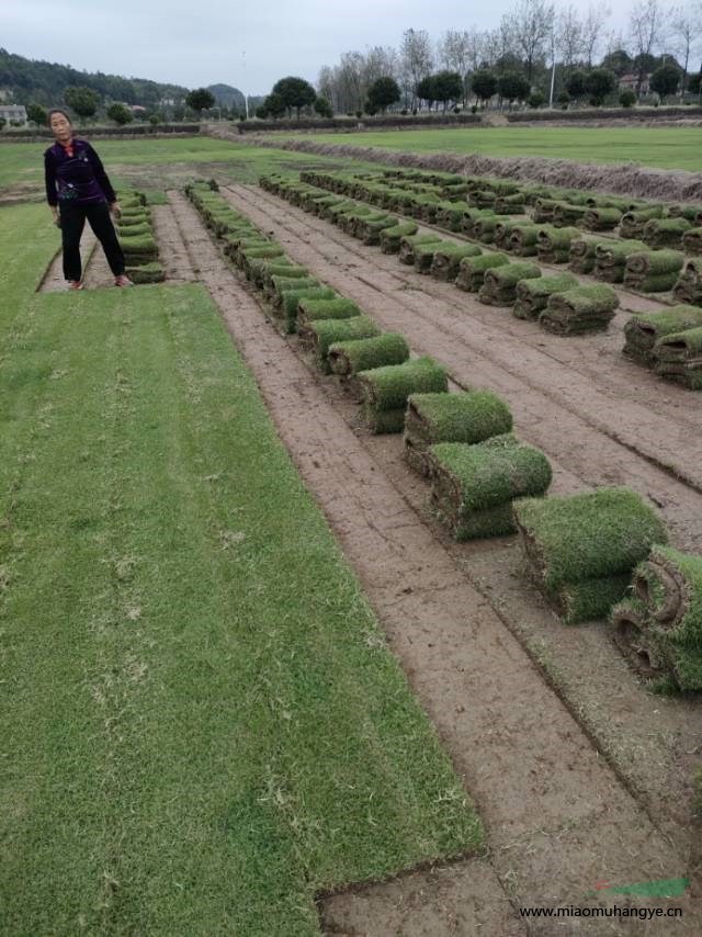 馬尼拉草皮