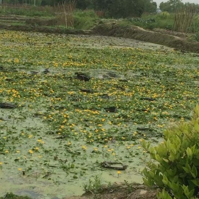 馬尼拉草  臺北草、菲律賓草、馬尼拉芝、半細葉結縷草