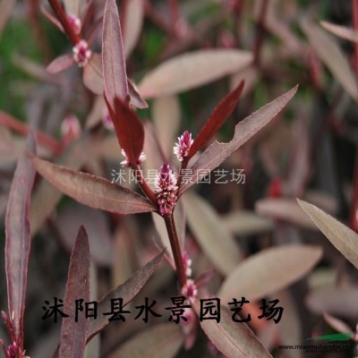 馬尼拉，馬尼拉草，溝葉結(jié)縷草、半細(xì)葉結(jié)縷草、小芝I型結(jié)縷草