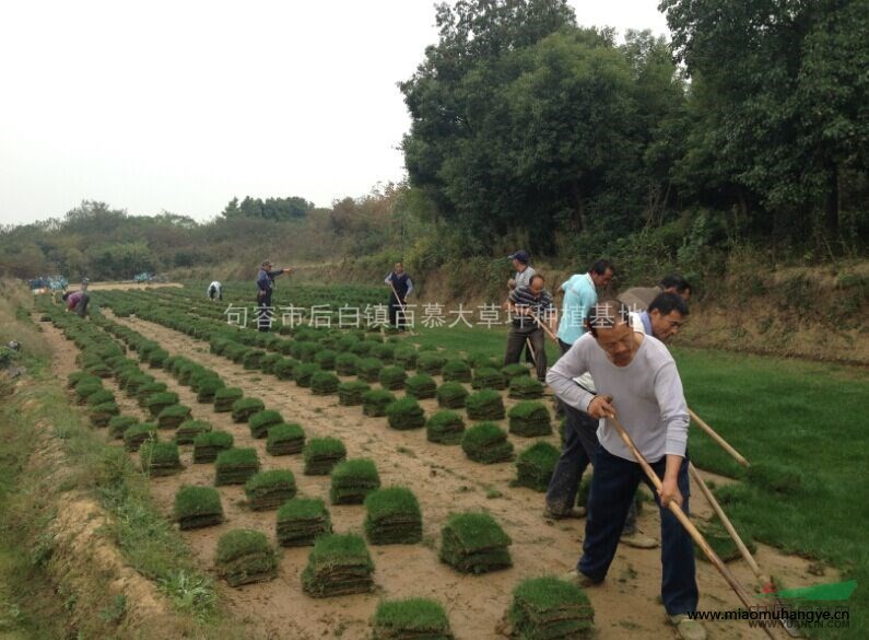 供應(yīng)馬尼拉草坪、馬尼拉草皮