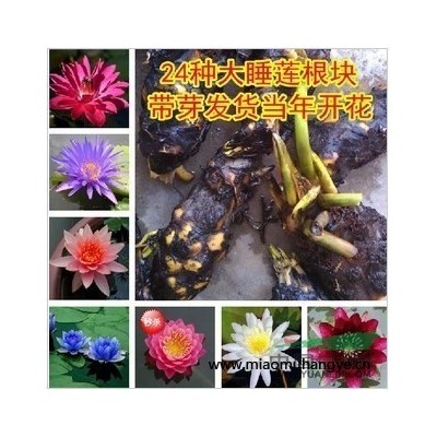 批發(fā)草坪種子 狗牙根草坪種子 又名百慕達(dá) 發(fā)芽率高 狗牙根原