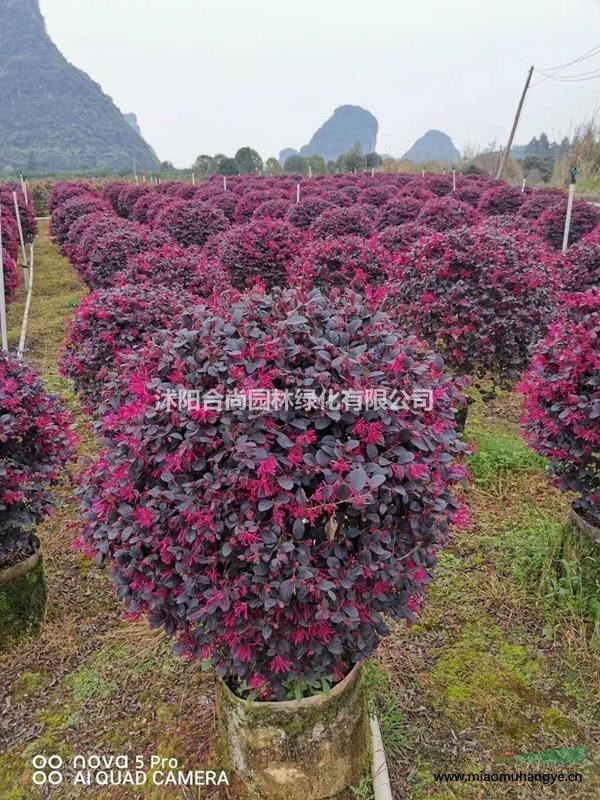 直銷馬尼拉草坪，馬尼拉草皮，草坪基地