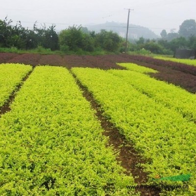 馬尼拉草坪價格，馬尼拉草坪批發(fā)，