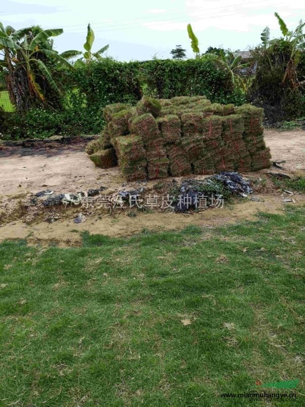 馬尼拉草皮，臺(tái)灣草草皮