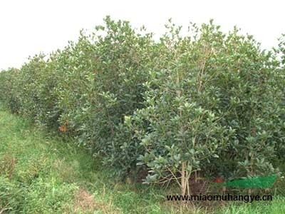 銷(xiāo)售馬尼拉草皮.桂花.紅桎木.四季桂花/八月桂花樹(shù)、小葉女