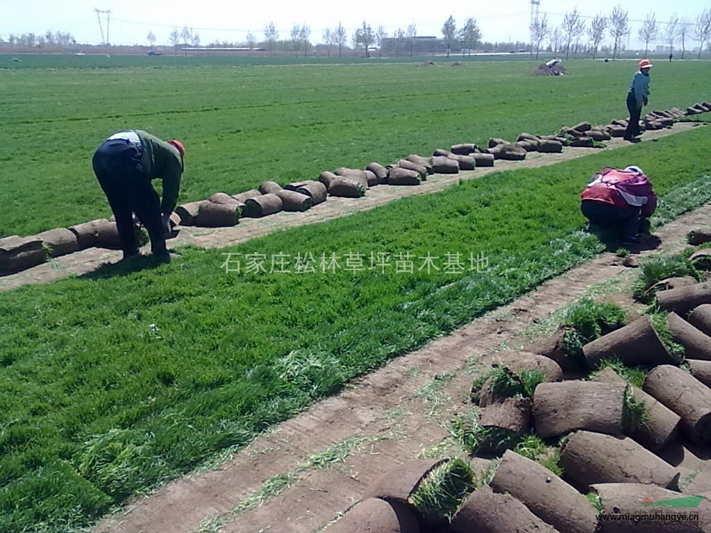 高羊茅草坪