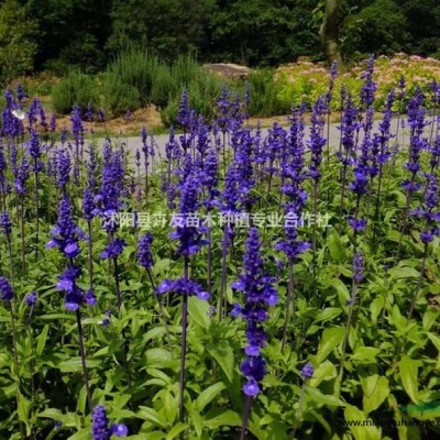 沭陽耐寒草坪 護坡草坪 馬尼拉草坪基地