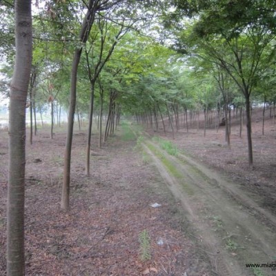 麥冬價格，馬尼拉草坪價格，蔥蘭價格，紅花草價格，鳶尾價格，