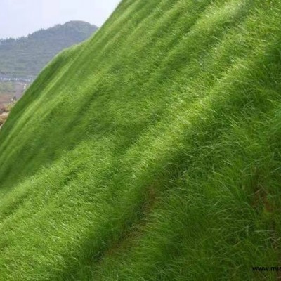 草坪草種草籽批發(fā)