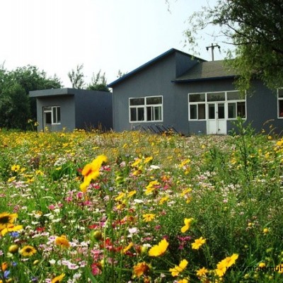 廣東廣州公園綠化美化花種組合批發(fā)