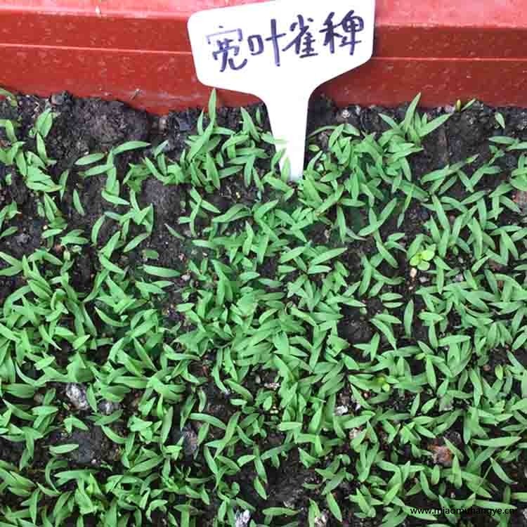 廣西寬葉雀稗草籽護坡綠化草種四季常青多年生喂養(yǎng)牛羊牧草種子