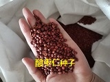 酸棗仁種子批發(fā)零售質(zhì)量有保障