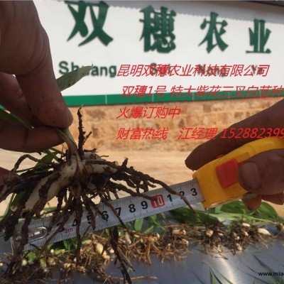 種植白芨經(jīng)濟效益怎么樣