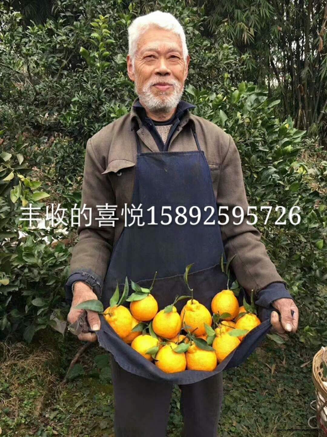 不知火柑橘苗，綿陽不知火柑橘苗種植技術(shù)