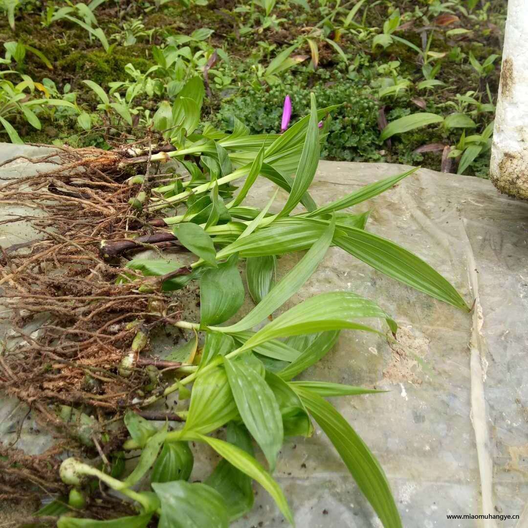 貴陽觀山湖區(qū)哪里有白芨種植基地？中農(nóng)研究院白芨種植示范基地