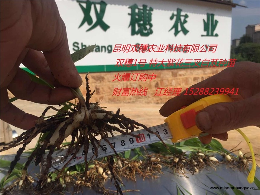 2018白芨種植經(jīng)驗-昆明雙穗農(nóng)業(yè)科技有限公司-紫花白芨種苗批發(fā)