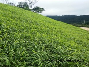 廣西省邊坡復綠植草常用灌木種子廠家直銷