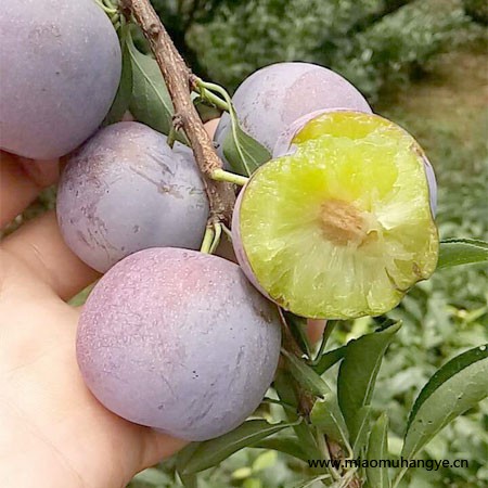 四川簡陽鳳凰李苗基地，四川簡陽鳳凰李苗品種