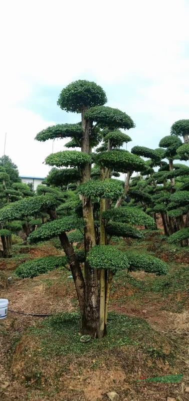 長沙精品小葉女貞基地如果需要買精品小葉女貞可以到長沙長沙造型