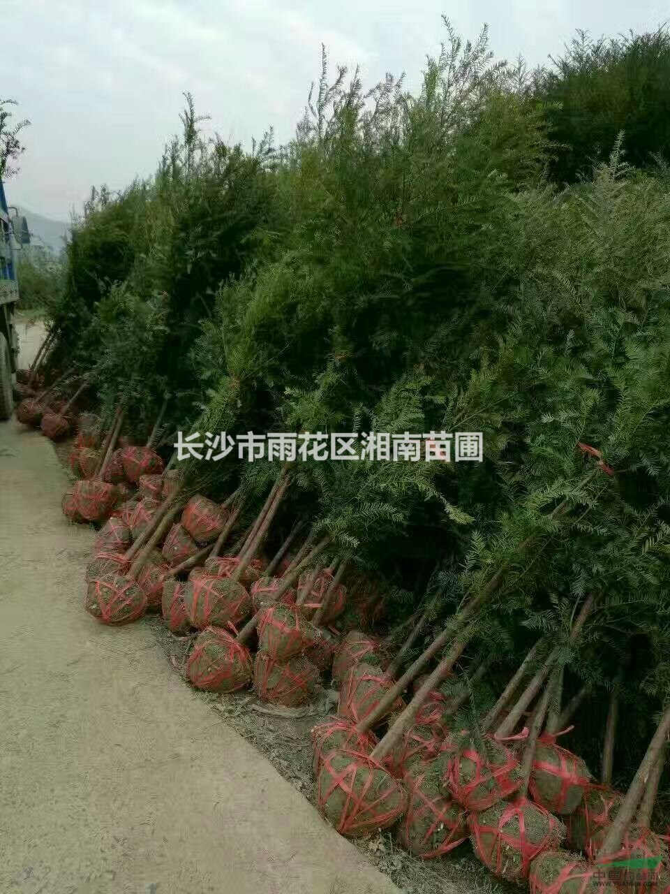 紅豆杉、紅豆杉小苗、長(zhǎng)沙紅豆杉、湖南紅豆杉、紅豆杉批發(fā)