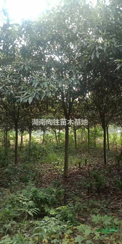 精品枇杷樹 湖南枇杷樹專業(yè)培育基地枇杷樹價格便宜批發(fā) 