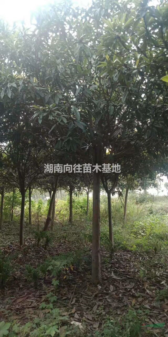 精品枇杷樹 湖南枇杷樹專業(yè)培育基地枇杷樹價格便宜批發(fā) 