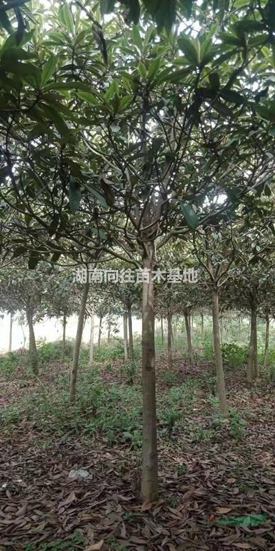 精品枇杷樹 湖南枇杷樹專業(yè)培育基地枇杷樹價格便宜批發(fā) 