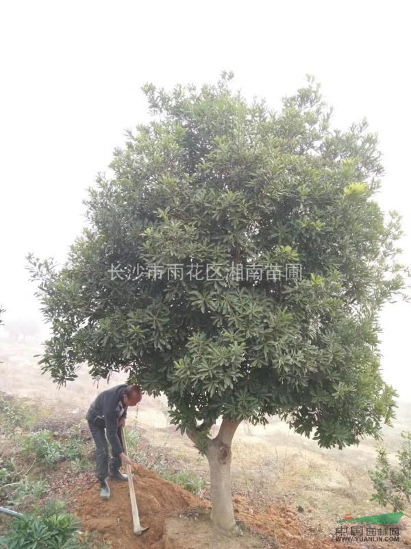 楊梅，法國(guó)冬青，柚子樹，枇杷，香泡