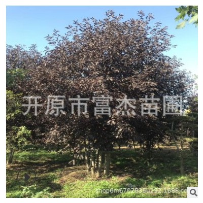 叢生紫葉稠李基地苗圃叢生紫葉稠李景觀(guān)綠化樹(shù)一站式服務(wù)省時(shí)省力