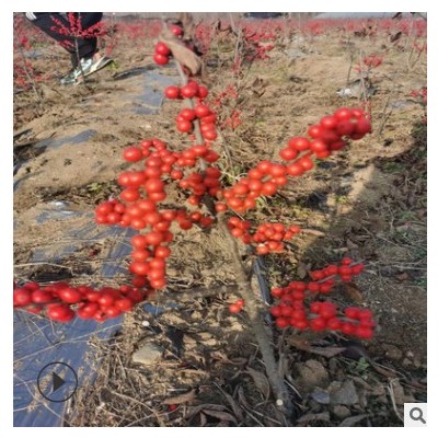 批發(fā)零售年宵花中國紅北美冬青盆栽切枝年貨節(jié)備貨紅果冬青直銷