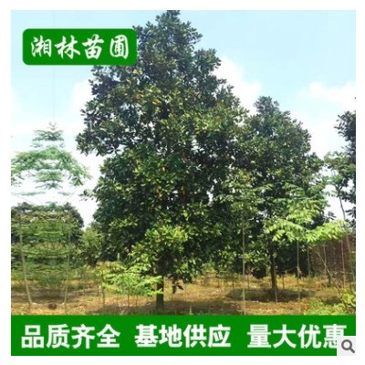 批發(fā)廣玉蘭 多種造型庭院植物廣玉蘭樹 庭院花卉 基地供應(yīng)