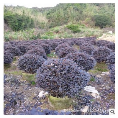 自家苗圃 供應(yīng)紅花繼木球 冠幅80-150cm 紅繼木小苗批發(fā)歡迎來(lái)電