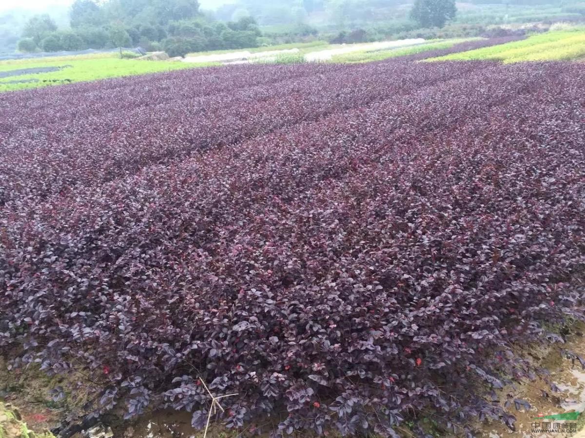 紅花檵木小苗、紅葉石楠小苗、杜鵑小苗、等多種色塊苗