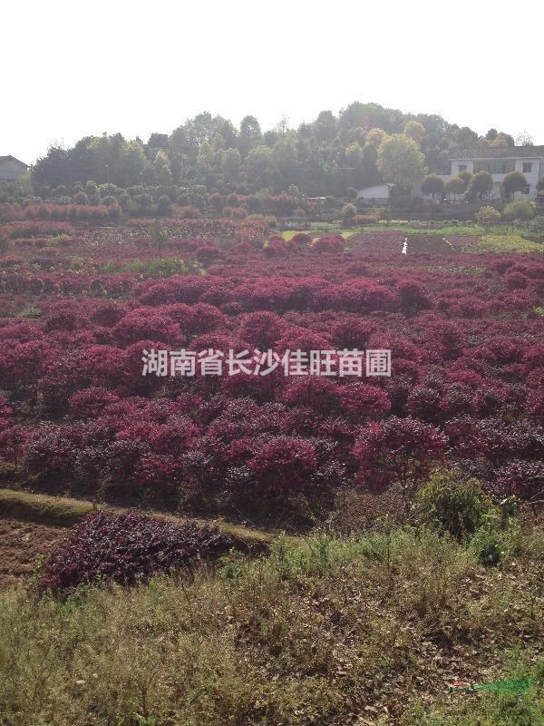 優(yōu)價供應(yīng)湖南紅花繼木,杜鵑，金葉女貞，紅葉石楠