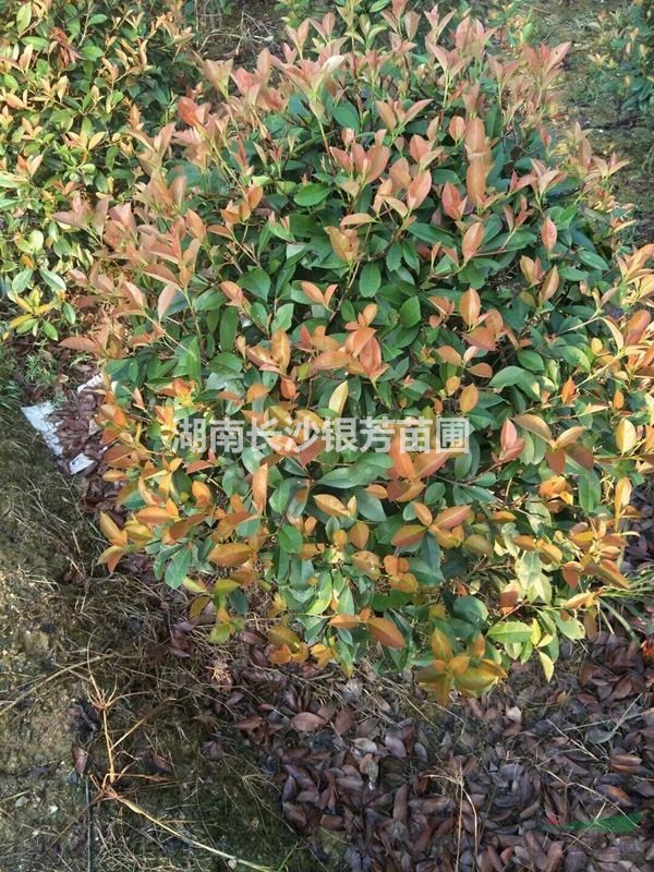 紅葉石楠球，  紅葉石楠球80-100-120-150公分