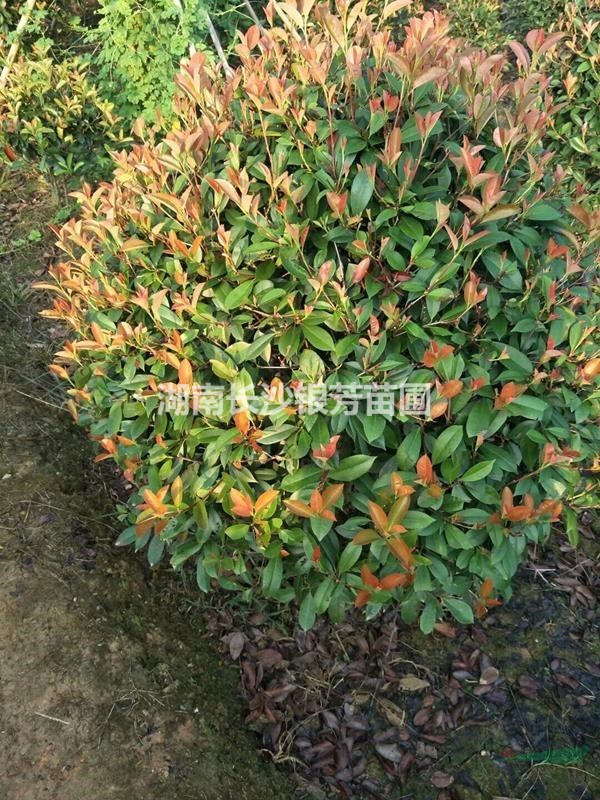 紅葉石楠球，  紅葉石楠球80-100-120-150公分