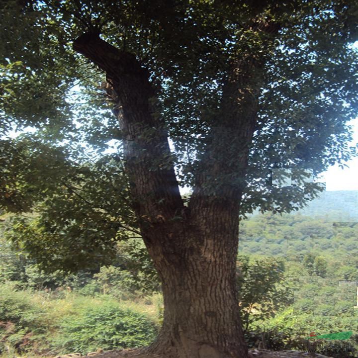 供應：原始野生香樟（產(chǎn)地：江西上饒）