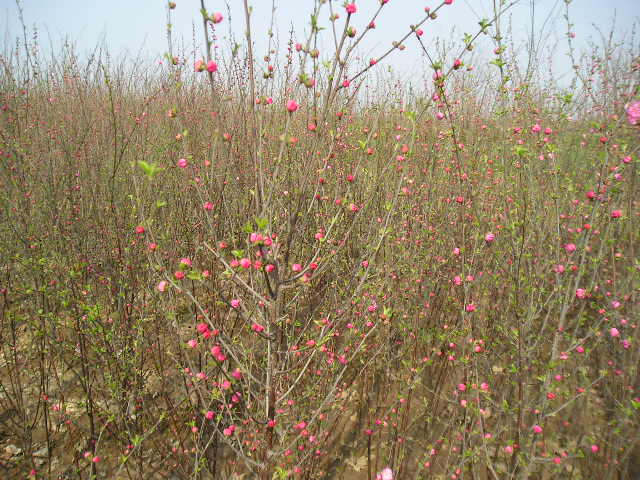 紅葉石楠、金葉女貞、蜀檜、枸樹、紅葉小檗、等