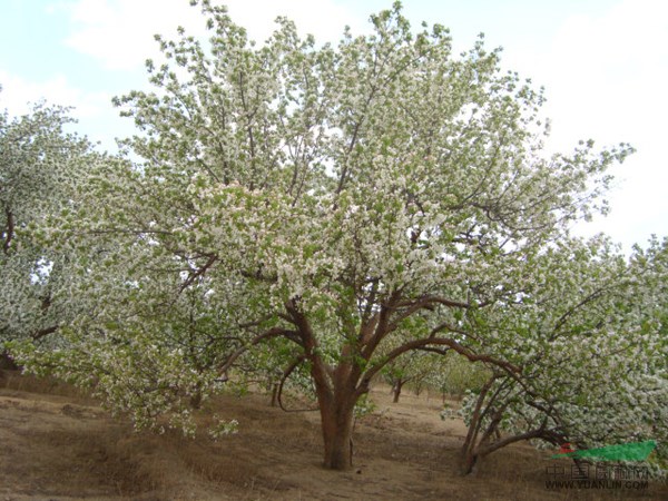 出售八棱海棠樹(shù)，杏樹(shù)，梨樹(shù)，油松