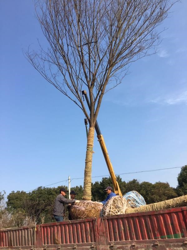 櫸樹苗木，各規(guī)格櫸樹，新報價